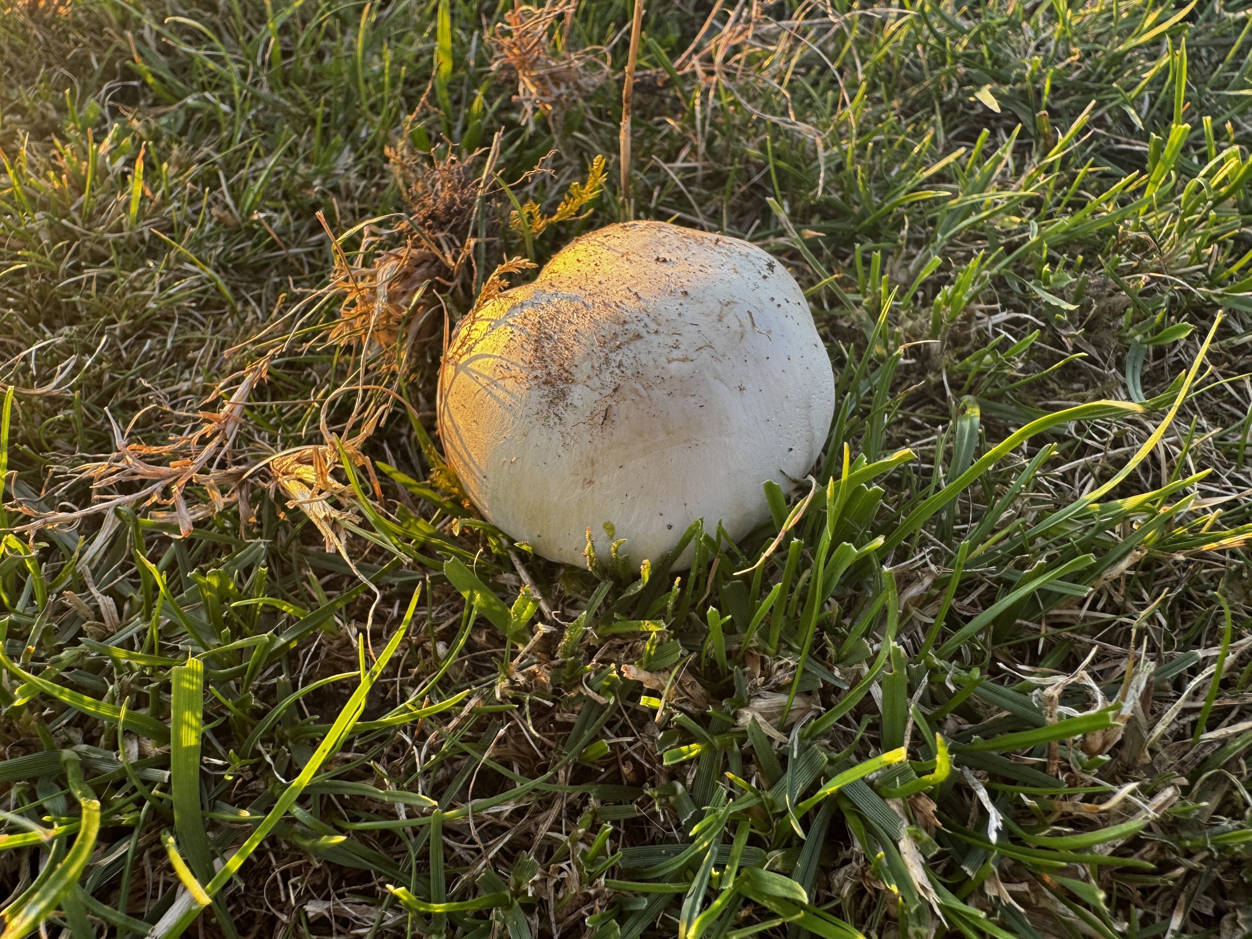 Pilz