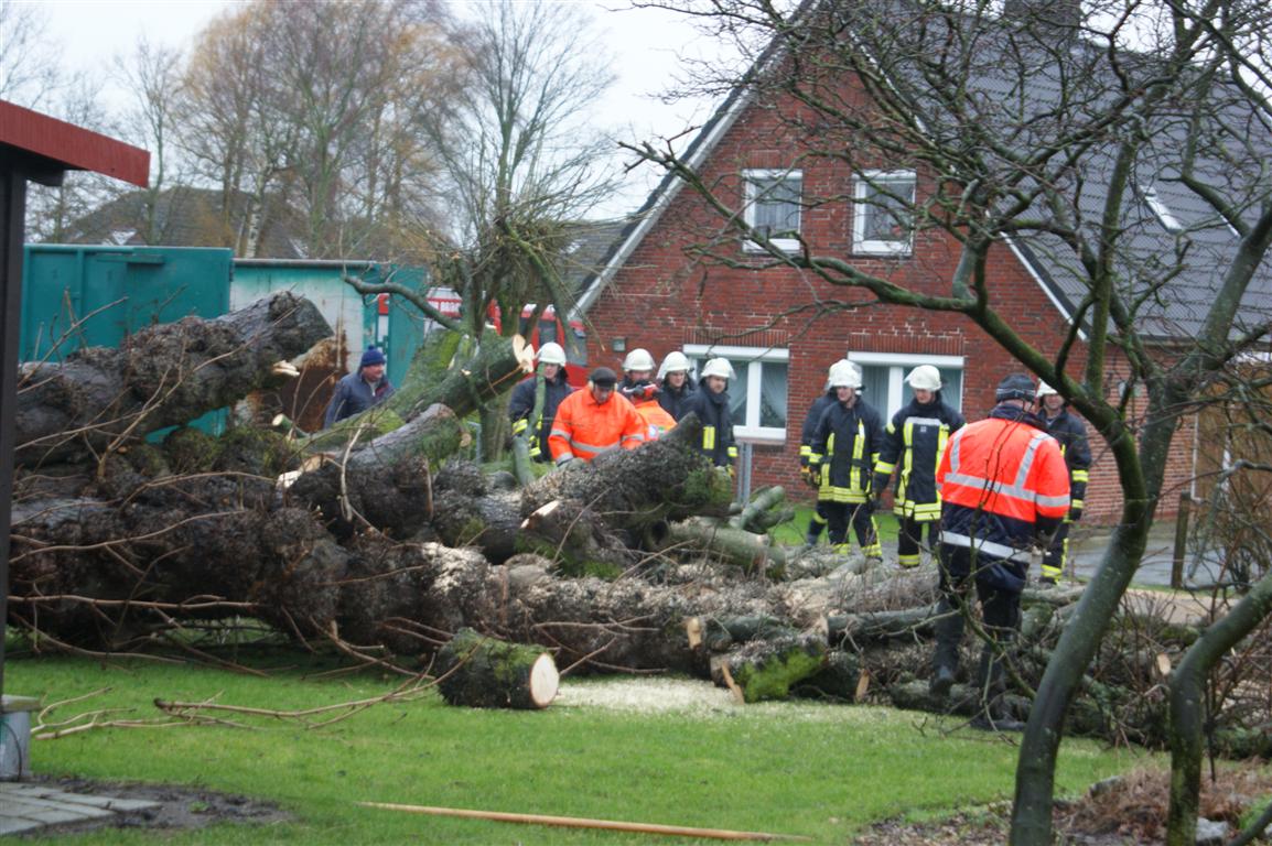 Umgekippter Baum führt zu Feuerwehreinsatz 