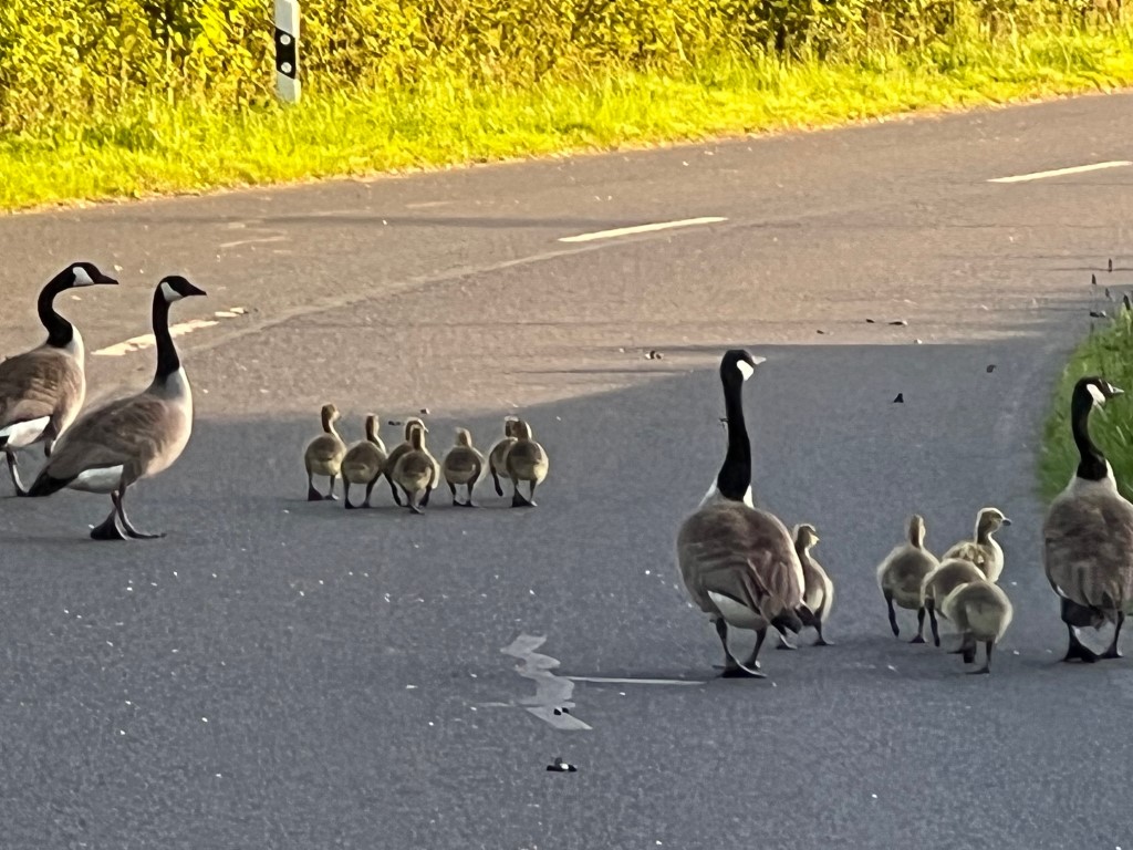 Gänse