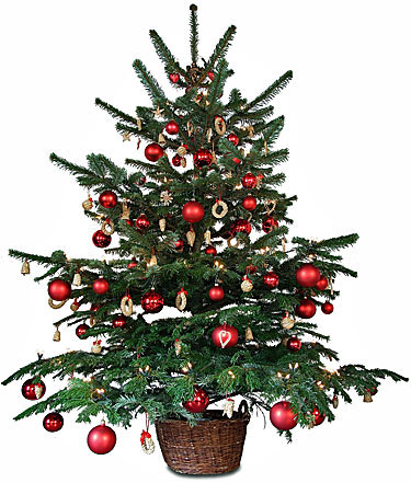 Einsammeln Weihnachtsbäume
