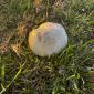 Pilz