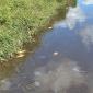 Fische