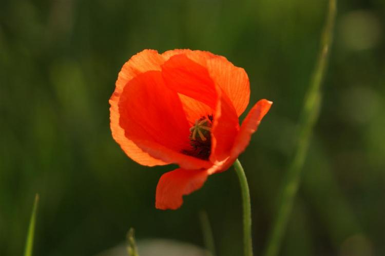 Frühling in Brokdorf