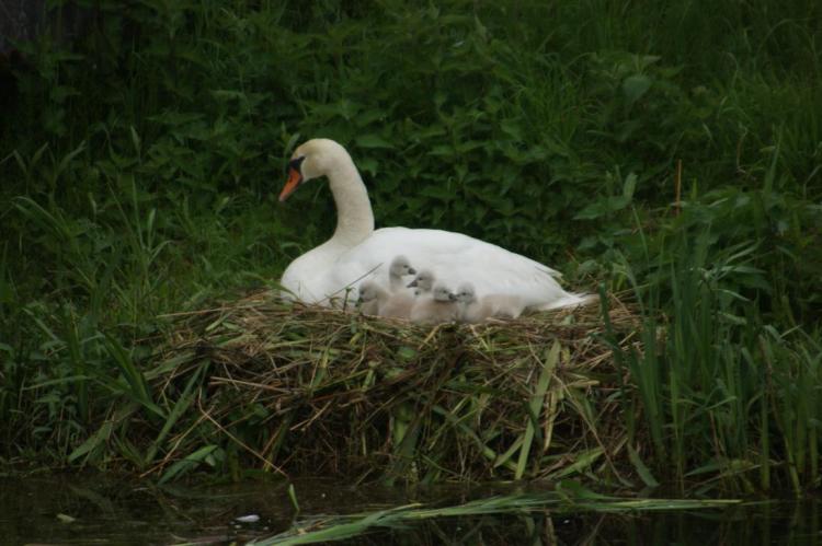 Schwanennachwuchs Mai 2013