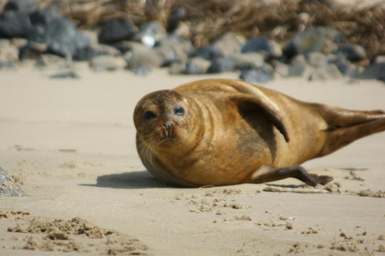 Elbstrand - und Deichimpressionen