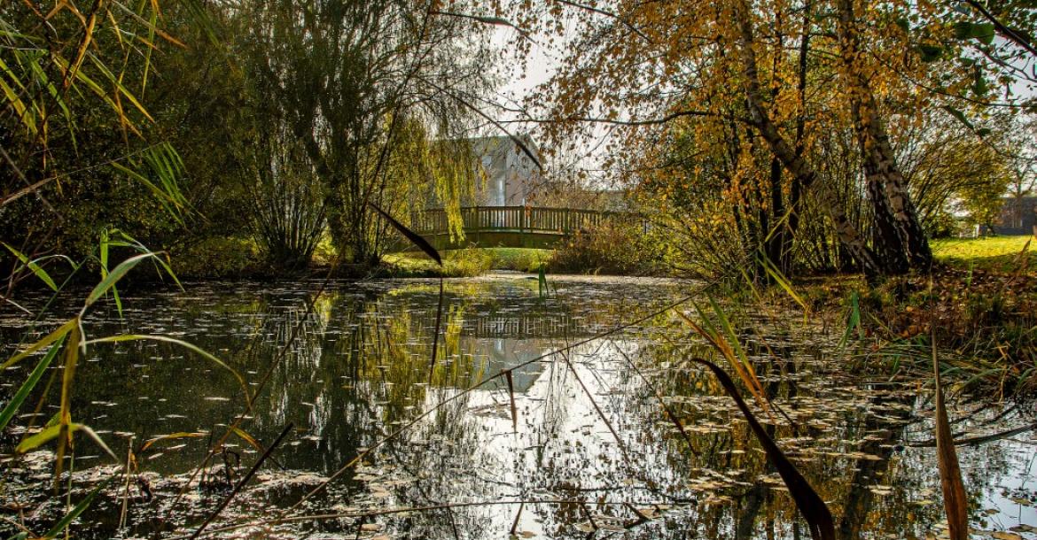 Teich