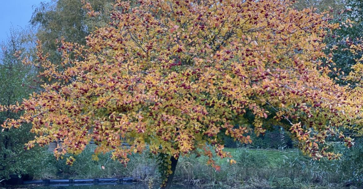 Herbst